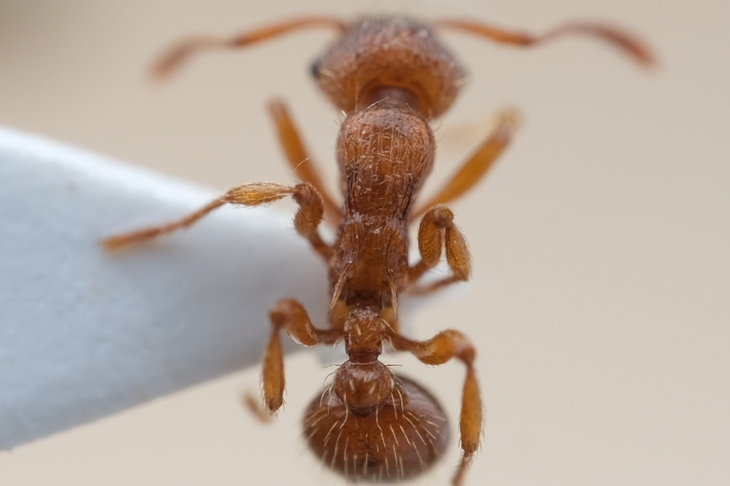 Myrmica vandeli