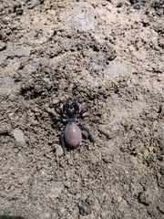 Antrodiaetus unicolor