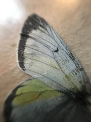 Colias tyche boothii