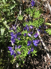 Lupinus arcticus