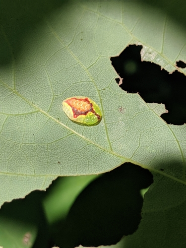 Early Button Slug Moth