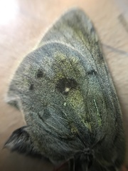 Colias tyche boothii