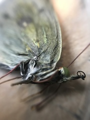 Colias tyche boothii