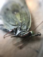 Colias tyche boothii