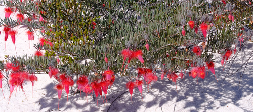 Verticordia mitchelliana