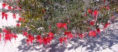Verticordia mitchelliana