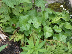 Cardamine asarifolia