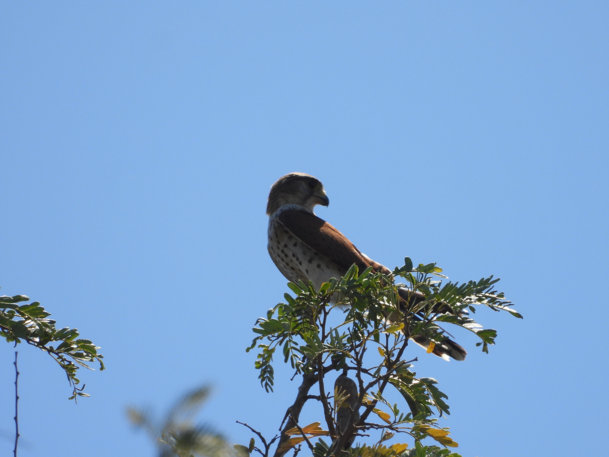 Malagasy Kestrel illustration