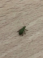 Pachyrhinus lethierryi