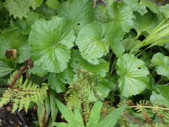 Cardamine asarifolia
