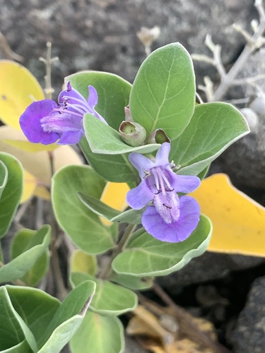 Roundleaf chastetree (Vitex rotundifolia)