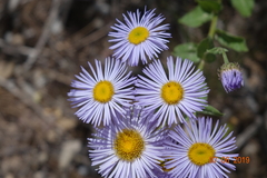 Erigeron glabellus