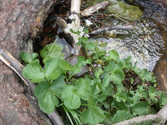 Cardamine asarifolia