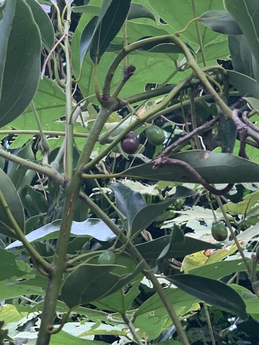 Image of Cinnamomum yabunikkei by (c) Daniel J. Layton, some rights reserved (CC BY)