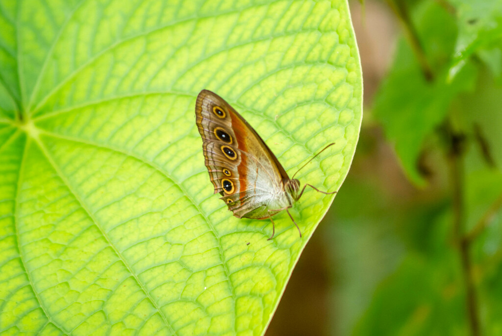 Mycalesis splendens
