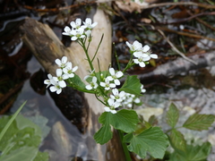 Cardamine asarifolia