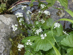 Cardamine asarifolia