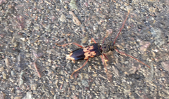 Phoracantha semipunctata