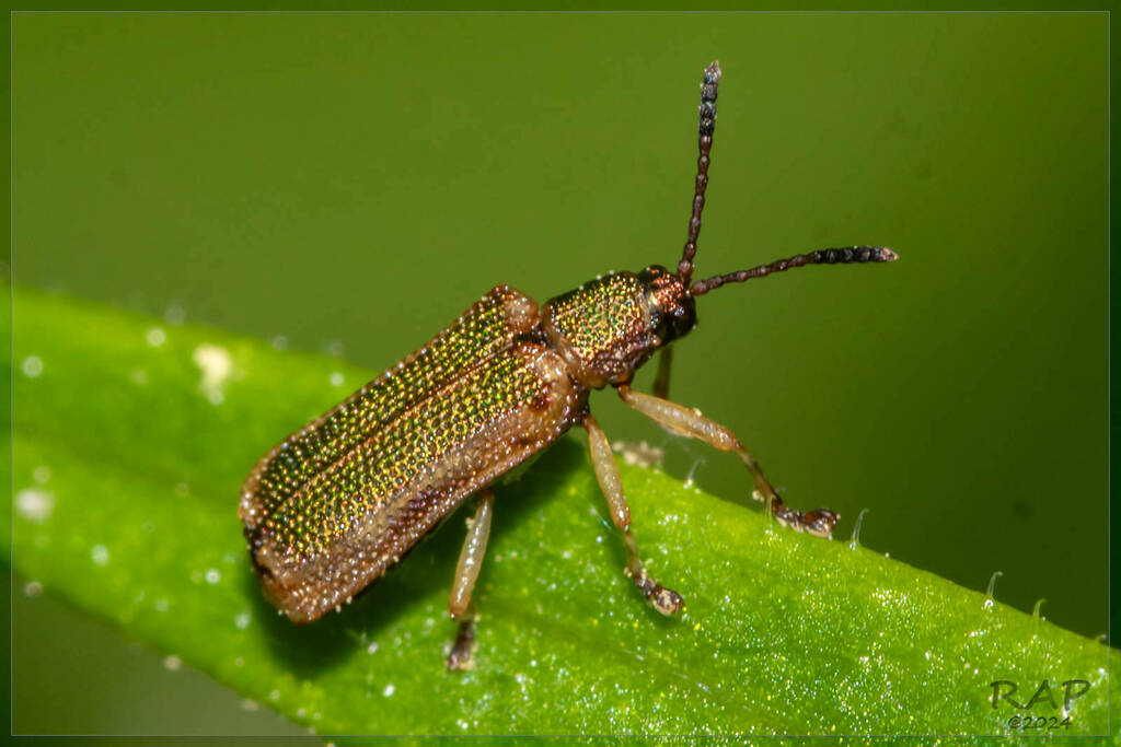 Pseudispa bruchi