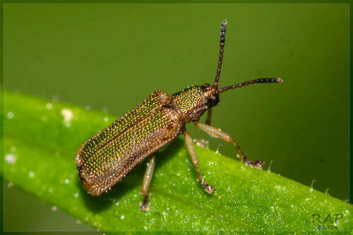 Pseudispa bruchi
