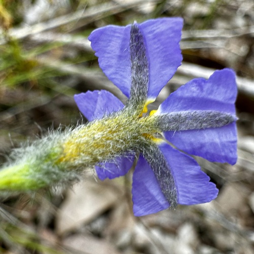 Image of Dampiera alata by (c) pimelea, some rights reserved (CC BY)