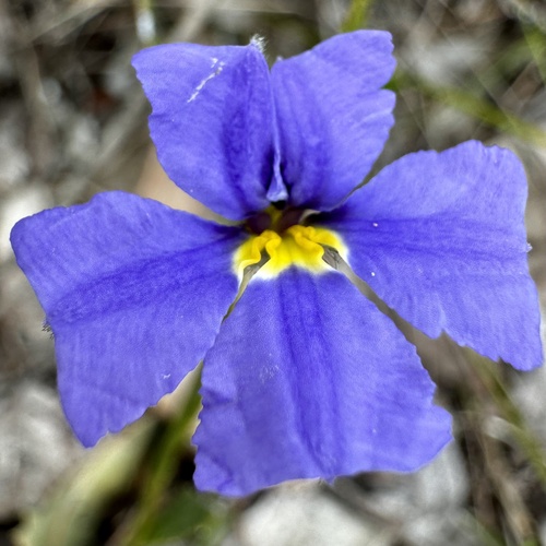 Image of Dampiera alata by (c) pimelea, some rights reserved (CC BY)