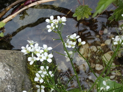 Cardamine asarifolia