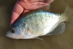 White Crappie photo 3