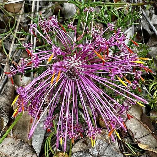 Image of Isopogon formosus by (c) pimelea, some rights reserved (CC BY)