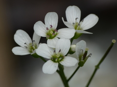 Cardamine asarifolia