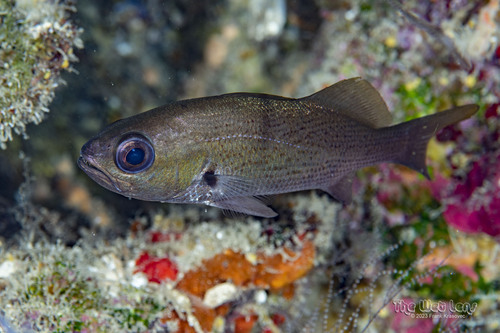 Odontoscion dentex (Cuvier, 1830)