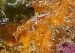Bald Blenny photo 3
