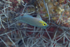 Yellowcheek Basslet photo 2