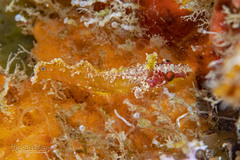 Bald Blenny photo 2