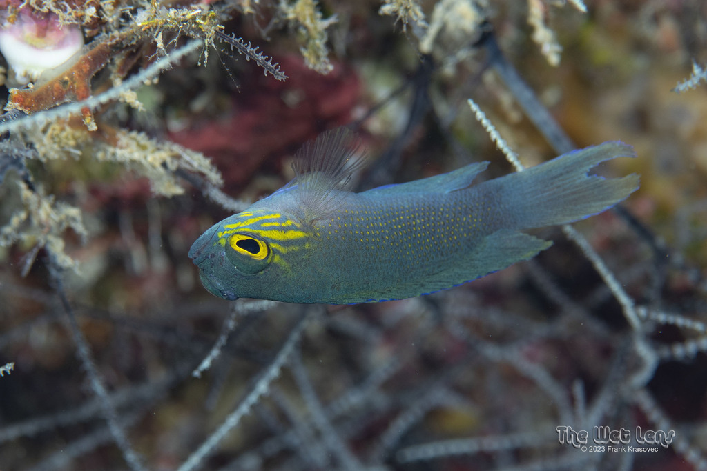 Yellowcheek Basslet