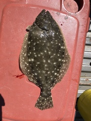 Paralichthys lethostigma