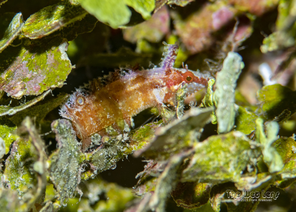 Bald Blenny