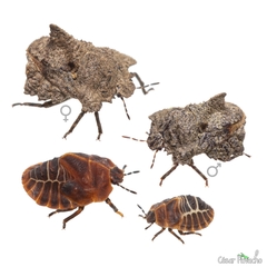 Cyrtocoris