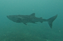 Whale Shark