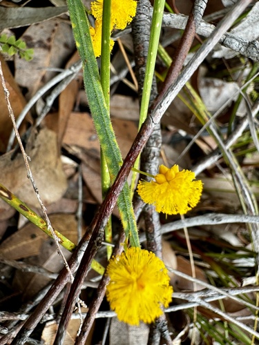 Image of Acacia applanata by (c) pimelea, some rights reserved (CC BY)
