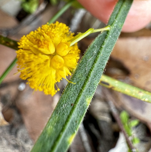 Image of Acacia applanata by (c) pimelea, some rights reserved (CC BY)