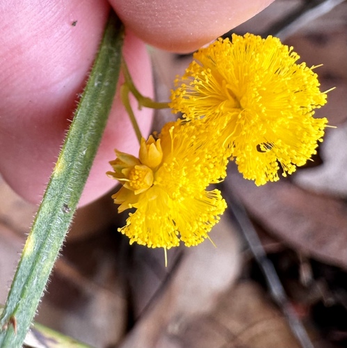 Image of Acacia applanata by (c) pimelea, some rights reserved (CC BY)