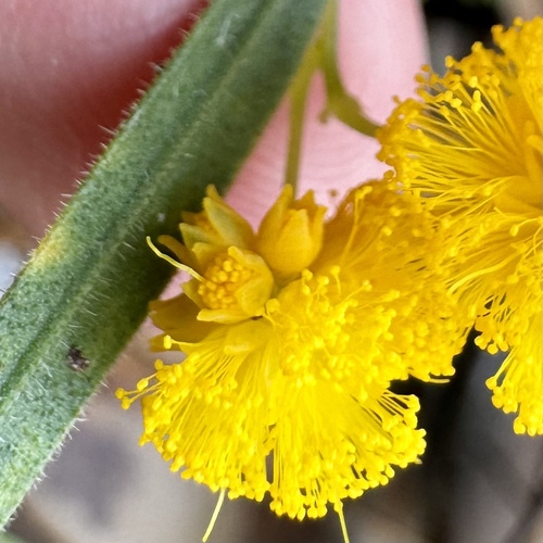 Image of Acacia applanata by (c) pimelea, some rights reserved (CC BY)