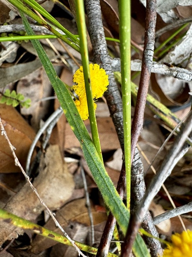 Image of Acacia applanata by (c) pimelea, some rights reserved (CC BY)