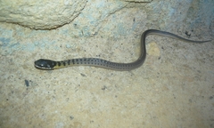 Erythrolamprus melanotus