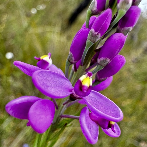Image of Liniment Plant by (c) pimelea, some rights reserved (CC BY)