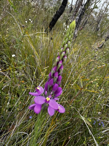 Image of Liniment Plant by (c) pimelea, some rights reserved (CC BY)