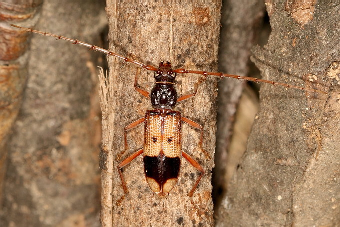 Eucalyptus Longhorned Borer