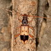 Lesser Eucalyptus Longhorn Beetle - Photo (c) Stanislav Krejčík, some rights reserved (CC BY)
