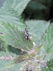 Grypocoris stysi